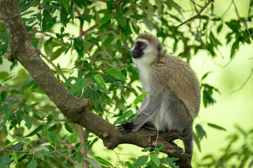 Vervet monkey sits on branch looking up