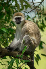 Vervet monkey sits on branch with catchlights