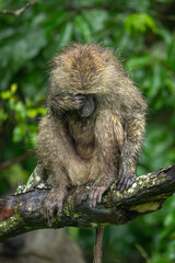 Wet olive baboon sits scratching on branch