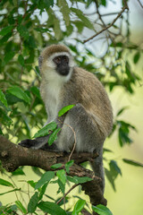 Vervet monkey sits looking up from branch