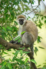 Vervet monkey sits on branch eyeing camera