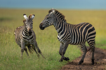 Two plains zebras frolic on grassy plain