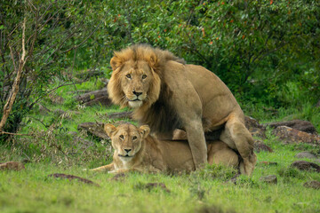 Two lions mate on grass near bushes
