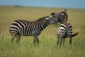 Two plains zebras stand biting each other