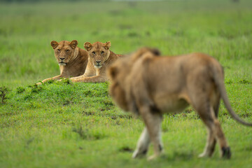 Two lionesses watch male lion approaching them