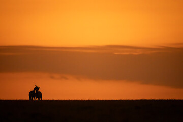 Fototapeta premium Two plains zebras wrestle on sunset horizon