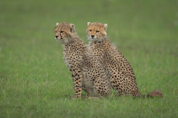 Two cheetah cubs sit side-by-side on grass