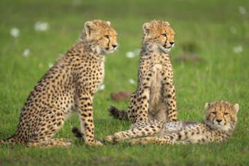 Two cheetah cubs sit by another lying
