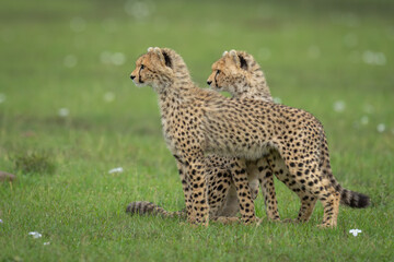 Two cheetah cubs stand and sit together