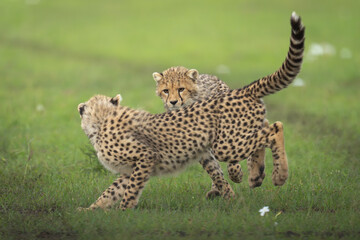 Fototapeta premium Two cheetah cubs playing on short grass