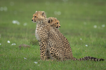 Two cheetah cubs sit looking opposite ways