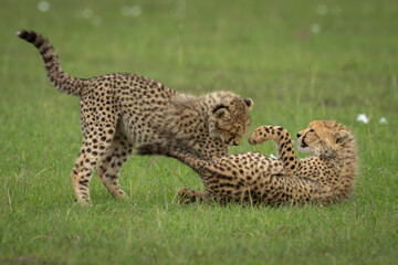 Two cheetah cubs play fight on savannah