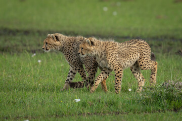 Two cheetah cubs cross grass together staring
