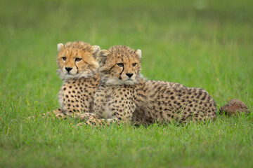 Two cheetah cubs lie together on grass
