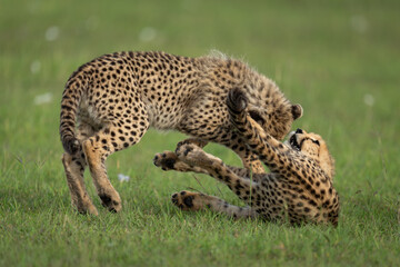 Two cheetah cubs fight together on grass
