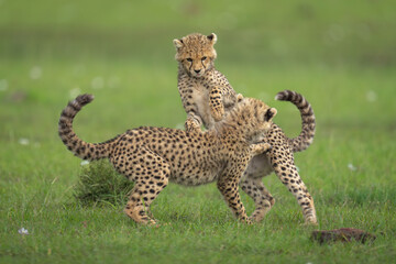 Two cheetah cubs fighting on short grass