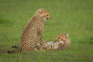 Two cheetah cubs lie and sit together