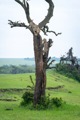 Two cheetah cubs climb tree on savanna
