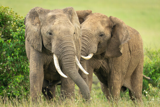 Two African elephants standing by bushes together