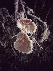 Frost-covered leaves glisten in the morning light during winter in a rural area