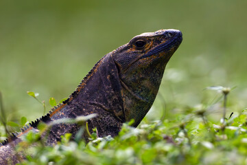 Ctenosaura similis, commonly known as the black iguana or black spiny-tailed iguana, portrait female on a green background.