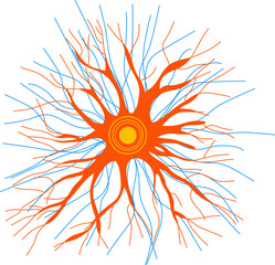 Neural pathway