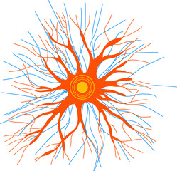 Neural pathway