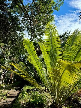 Fresh green Cyca palm tree branches in the sun on a tropical garden background in Botanical Garden of Puerto de La Cruz, Tenerife, Canary Islands, Spain 