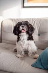 Shih Tzu dog on the sofa