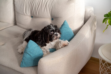 Shih Tzu dog on the sofa