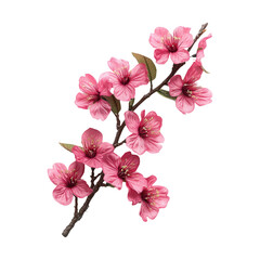 Pink Flowers Branches on Transparent Background