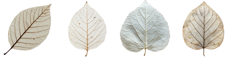 Thin Dried Translucent Leaves Cut Out and Stitched Together, Showcasing Intricate Veins and Fine Details