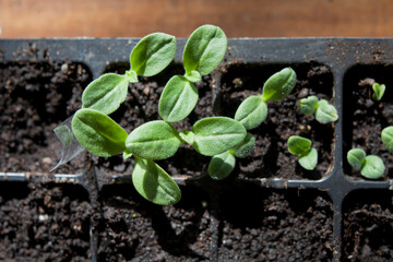 Young plant seedlings of cucumber (Cucumis sativus) vegetable, odern activity for climate change - gardening edible plants for food.