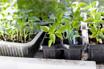 Young plant seedlings of Chili pepper vegetable, modern activity for climate change - gardening edible plants for food.