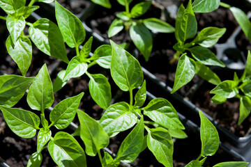 Young plant seedlings of Chili pepper vegetable, modern activity for climate change - gardening edible plants for food.