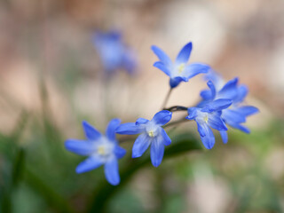 Blue flower in early spring garden - Chionodoxa , Scilia