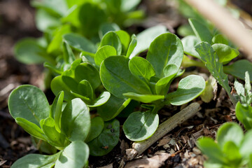 Young plant seedlings of rapunzel - Valeriana locusta, lettuce vegetable, modern activity for climate change - gardening edible plants for food.