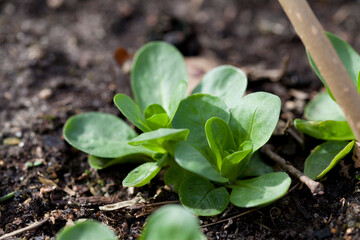 Young plant seedlings of rapunzel - Valeriana locusta, lettuce vegetable, modern activity for climate change - gardening edible plants for food.