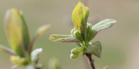 Lonicera caerulea, blue honeysuckle -  blooming in yellow followed by long blue berry.