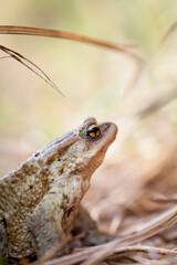 Toad resting near the wildlife pond, amphibians portrait.