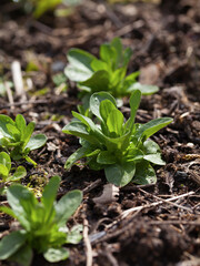 Young plant seedlings of vegetable, modern activity for climate change - gardening edible plants for food.