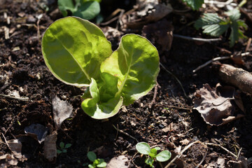 Young plant seedlings of Lettuce (Lactuca sativa), salad vegetable, modern activity for climate change - gardening edible plants for food.