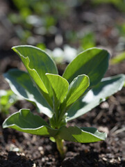 Young plant seedlings of broad bean  - Vicia faba -  legume vegetable, modern activity for climate change - gardening edible plants for food.
