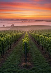 Fototapeta premium Majestic vineyard sunrise over rolling hills and lush vines in misty valley