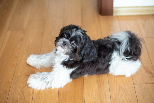 Black and white Shih Tzu dog at home