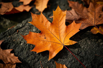 Maple leaf on the ground, Background from autumn fallen leaves closeup, Backgrounds wallpaper