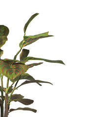 Calathea Erythroneura Plant isolated on transparent background. Calathea leaves isolated on White background. PNG Calathea plant isolated on transparent background. Calathea Ornamental House Plant PNG