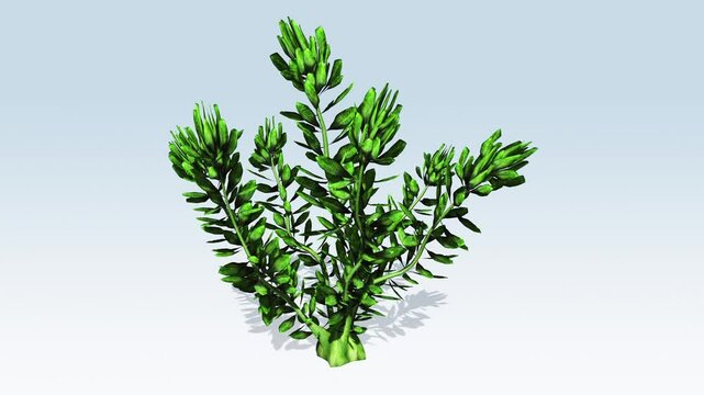 Hydrilla marine water plant