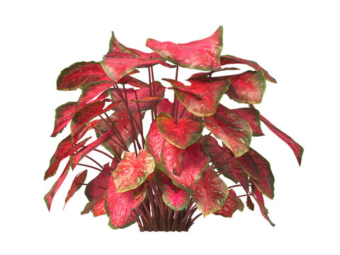 Caladium red flash Plant isolated on transparent background. Caladium red flash leaves transparent background. PNG caladium plant isolated on white background. transparent caladium House Plant PNG.