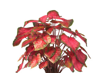 Caladium red flash Plant isolated on transparent background. Caladium red flash leaves transparent background. PNG caladium plant isolated on white background. transparent caladium House Plant PNG.